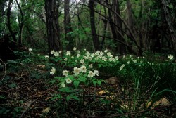 Tappa 7 Castel dei Ratti – Arquata Scrivia Anemone nemorosa