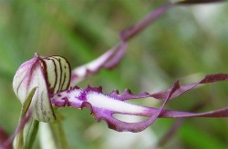 TAPPA 8 Arquata Scrivia - Gavi - Orchidea Himantoglossum-adriaticum