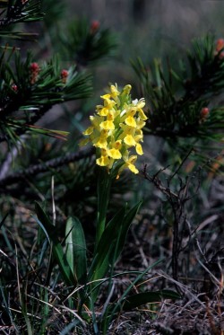 Tappa 10 Bosio - Valico Eremiti - Orchis sambucina