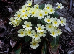 Tappa 7 Castel dei Ratti – Arquata Scrivia - Primula