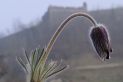 Tappa 09 - Gavi - Bosio - Gavi - Pulsatilla montana Tappa 09 - Gavi - Bosio - Gavi - Pulsatilla montana
