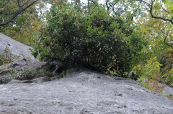 Tappa 09 - Gavi - Bosio - Quercus ilex