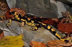 Tappa 10 Bosio - Valico Eremiti - Salamandra pezzata Tappa 10 Bosio - Valico Eremiti - Salamandra pezzata
