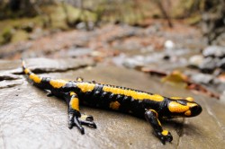 TAPPA 5 Dova Superiore - Borassi Salamandra pezzata