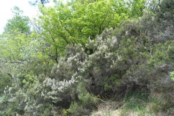TAPPA 13 Belforte Monferrato - Molare - Erica arborea in fiore