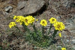 TAPPA 12 Capanne di Marcarolo – Belforte Monferrato - Laghi Lavagnina-fioritura di Alyssoides utriculata